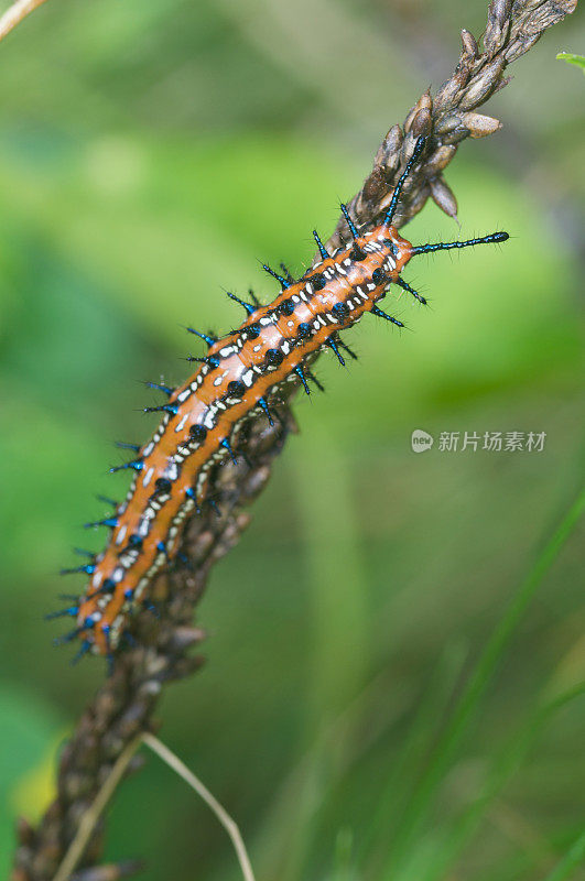 Varigated Fritilary卡特彼勒